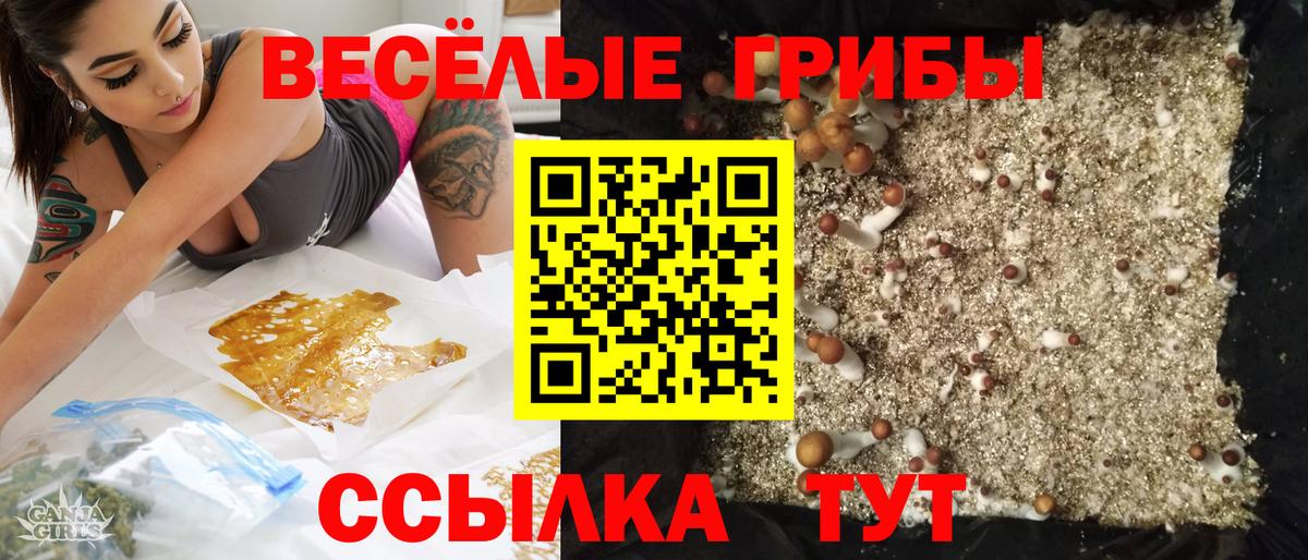 Ессентуки  Псилоцибиновые грибы прущие грибы  Вход с VPN  Галлюциногенные грибы Psilocybine cubensis 